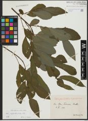 Foto von Salix appendiculata Vill.